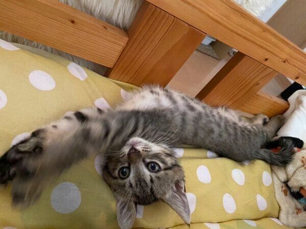 伸びるよもぎくん