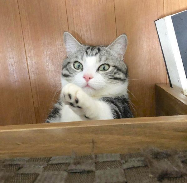 ひょっこり顔を出すマンチカン