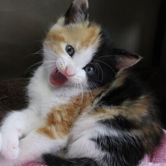 ミケのあやめちゃん