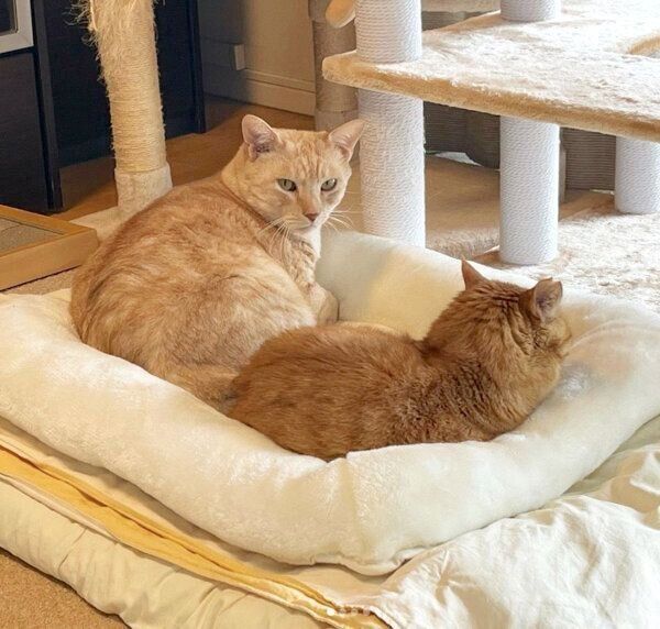 まったりするにゃーにゃくん、サンちゃん