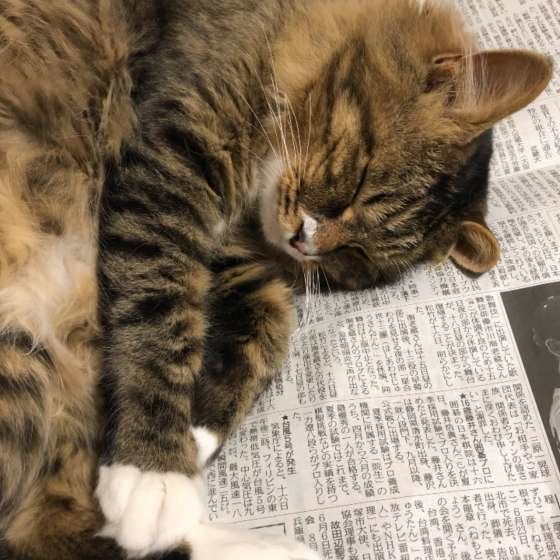 新聞の上で寝るキジトラのウニくん