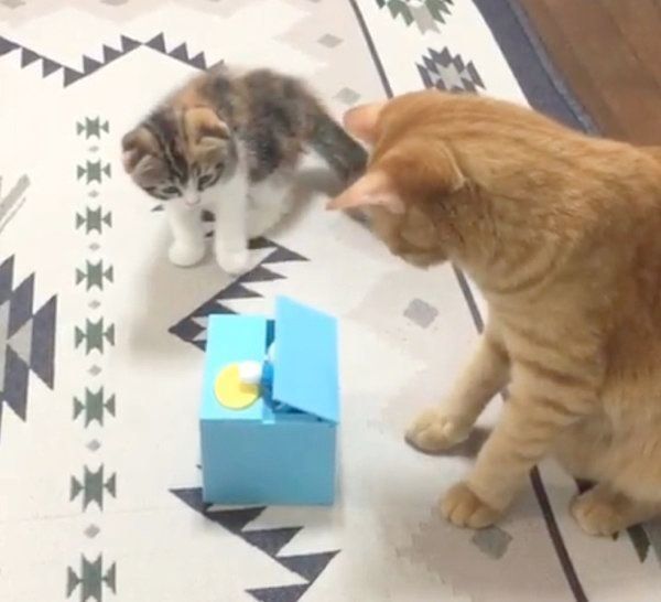 貯金箱で遊ぶ茶トラとマンチカン