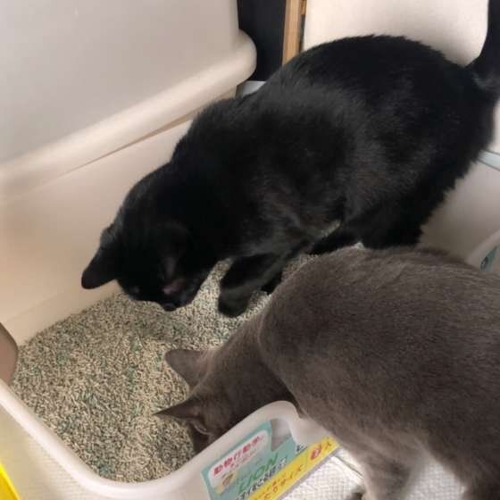 トイレをチェックする猫