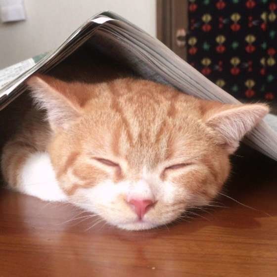 眠るスコティッシュフォールド