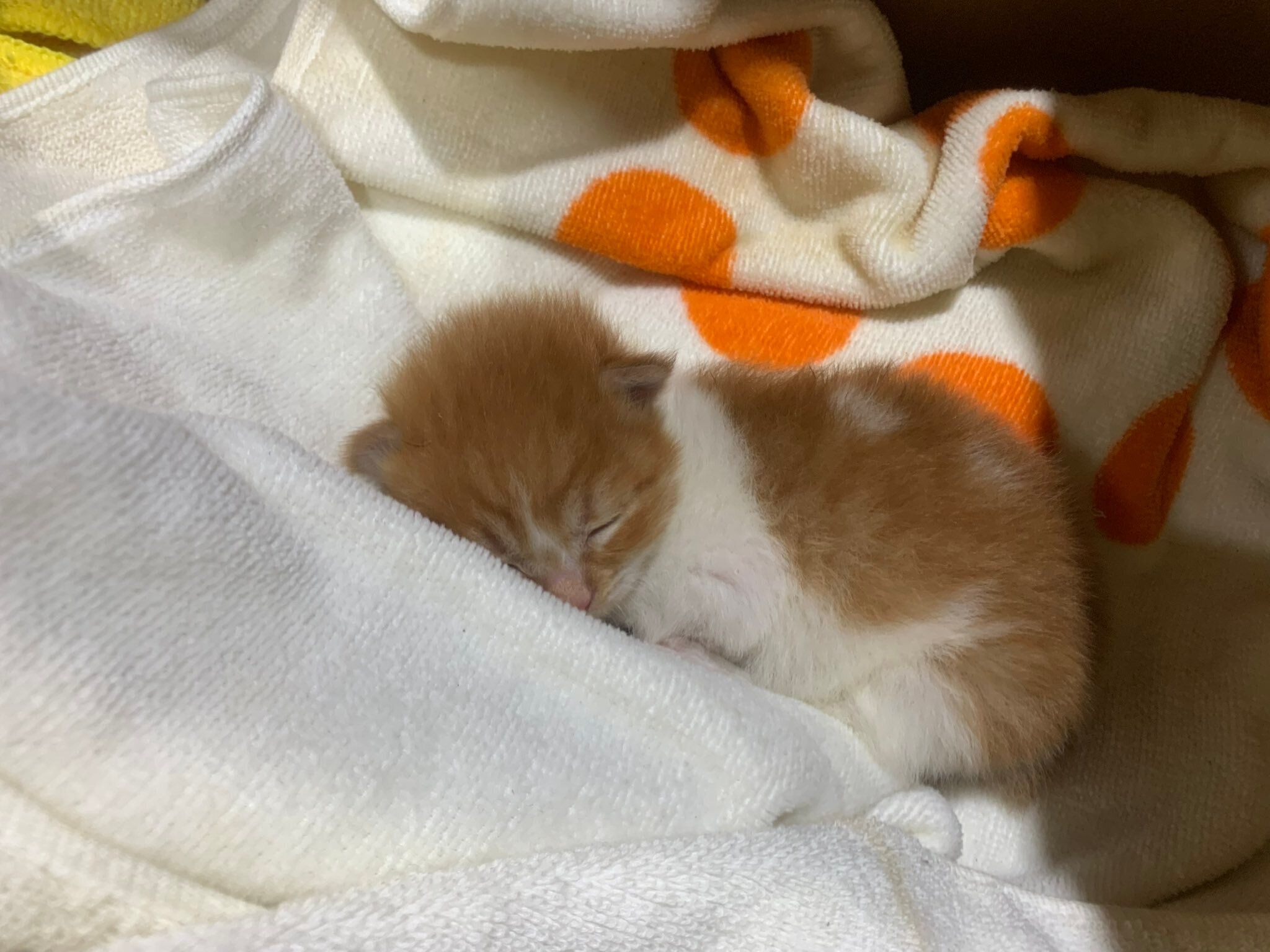 推定生後2週間の子猫