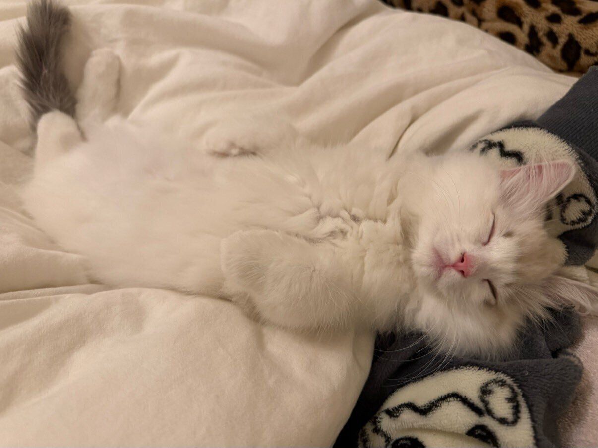 「腕まくら好きな甘えん坊」と、飼い主さん。