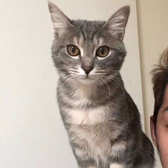 肩に乗るキジトラMIXのりんごちゃん