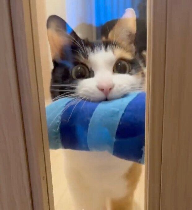 “青エビ”をくわえて持ってくるなっちゃん。