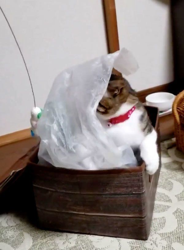 お気に入りに囲まれるこてつちゃん