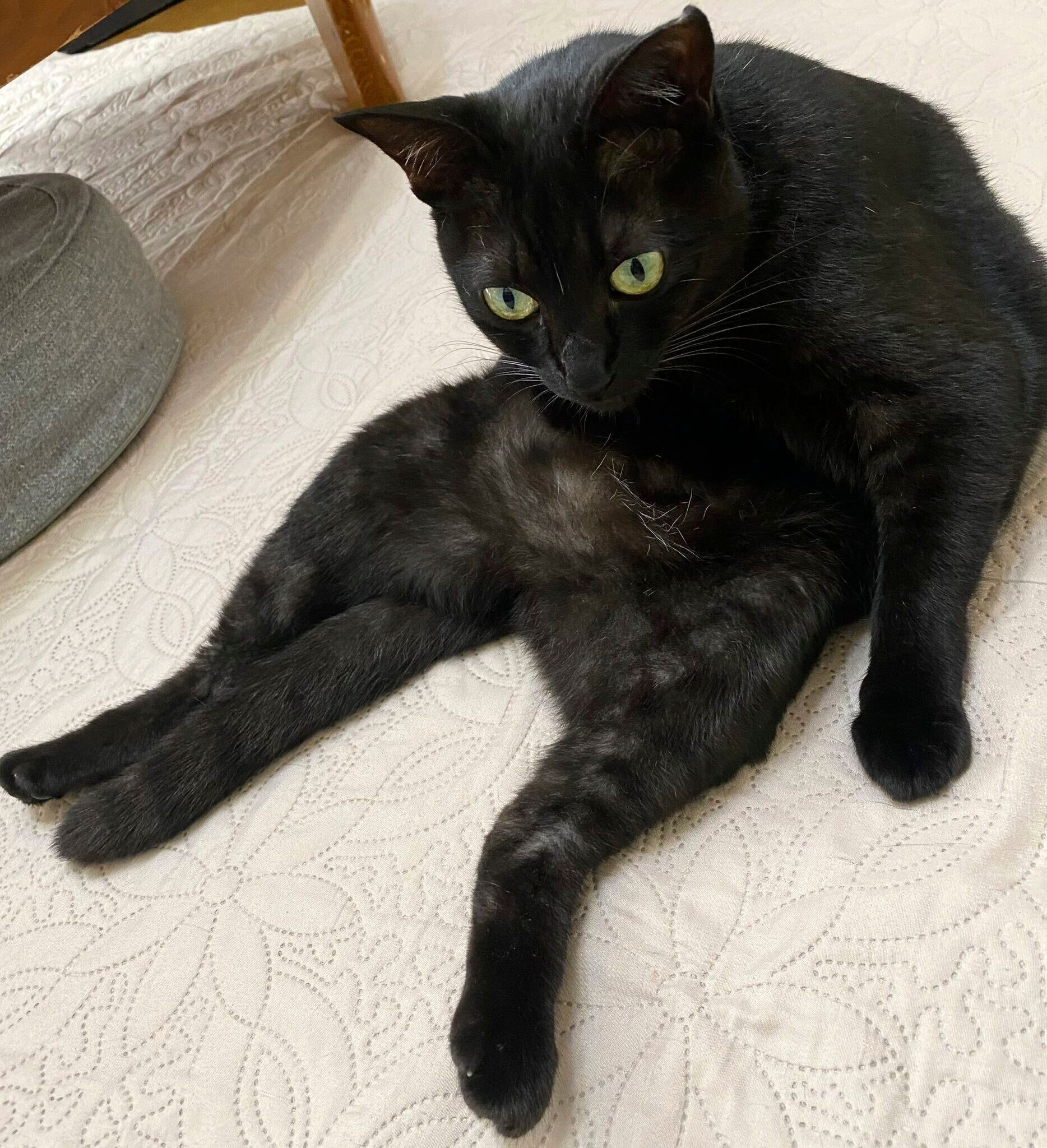 毛づくろいをするくろさん