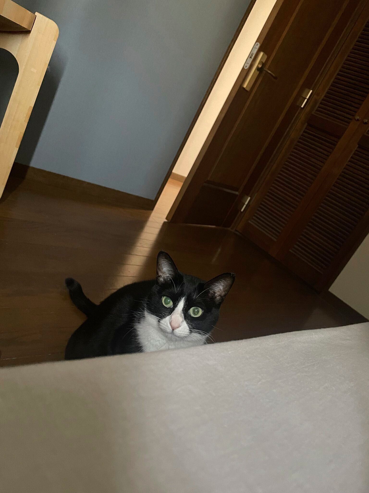 ベッドの手前に来た梅ちゃん