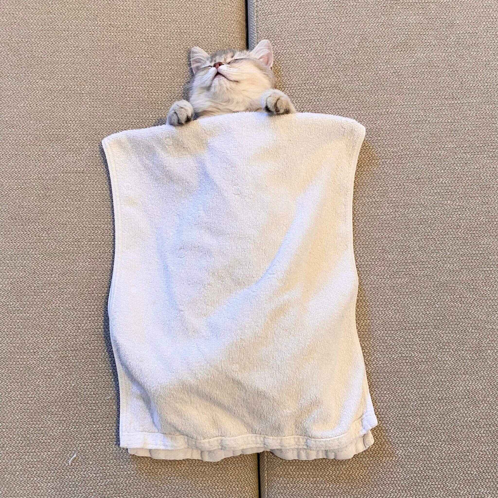 布団をかけて眠るミアちゃん