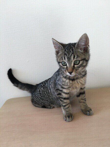 キジトラ猫のトラキチちゃん