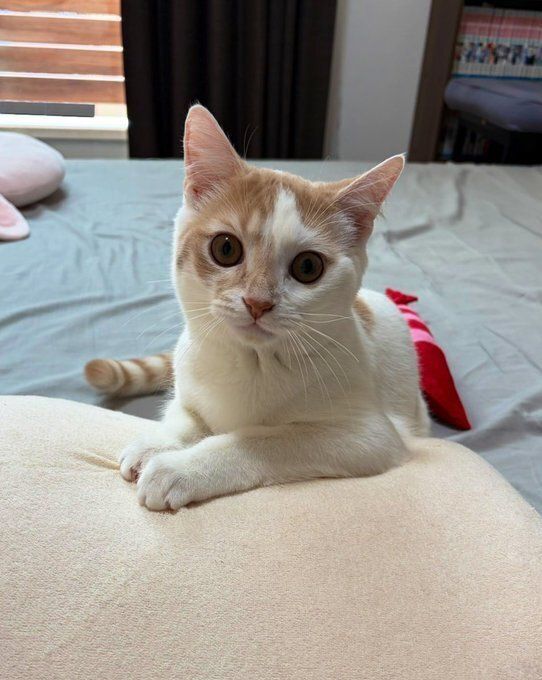 飼い主を見つめるマンチカン