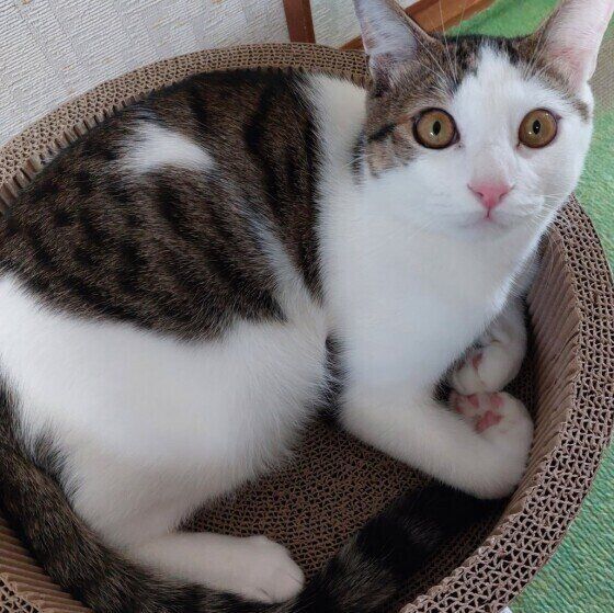 くつろぐキジトラ