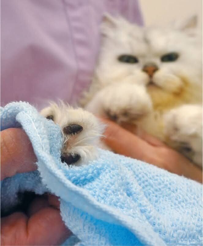 猫の指の間まで拭く