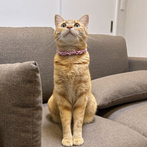 ソファに座るMIX猫