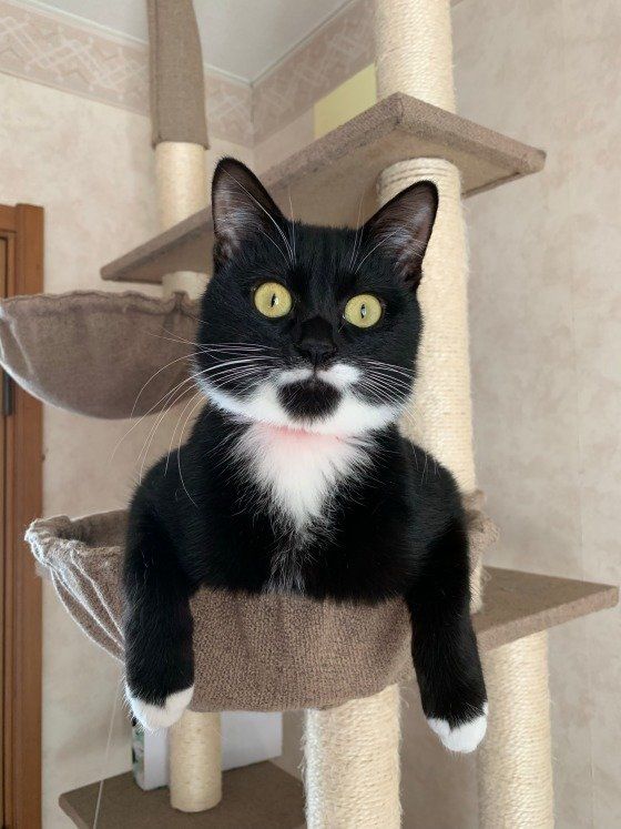 キャットタワーに乗っているMIX黒×白のピッピ