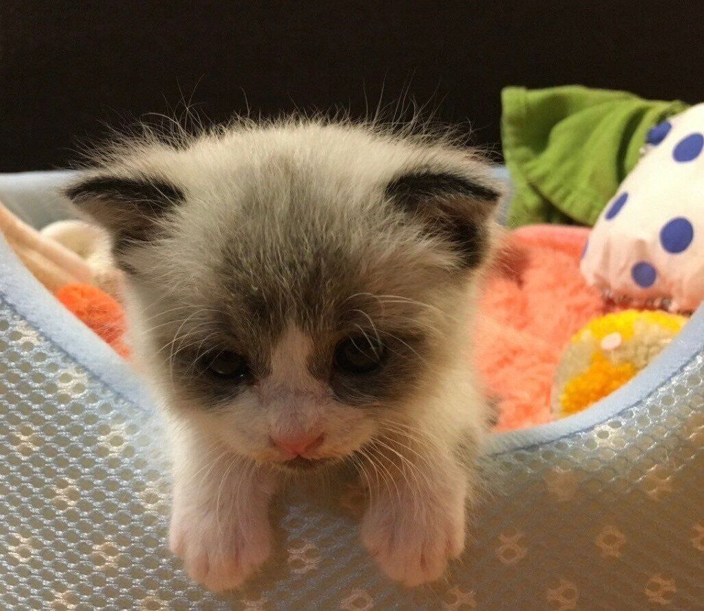 お迎え当時のふっくん