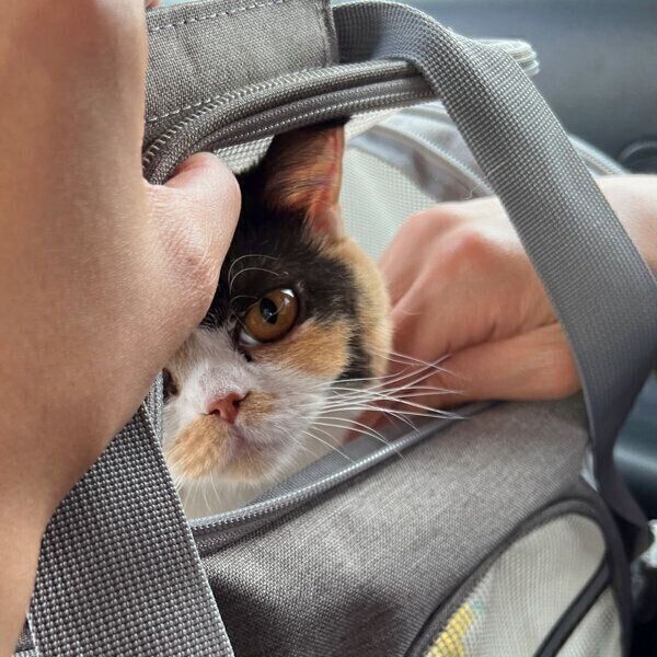 動物病院に行ったときのおあげちゃん