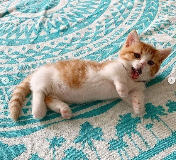 あくびをする茶太くん