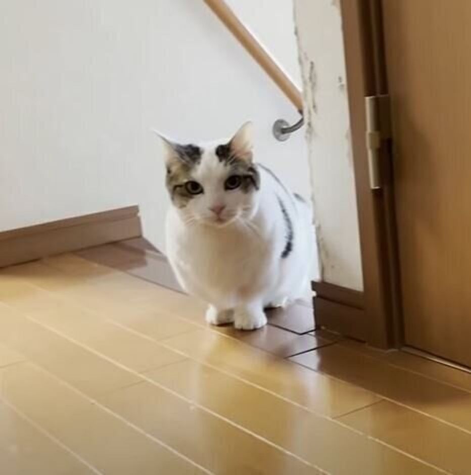 来たよー お母さんに呼ばれると どんなときでも駆けつける猫 ねこのきもちweb Magazine 来たよー お母さんに呼ばれると どんなときでも駆けつける猫 ねこのきもちweb Magazine