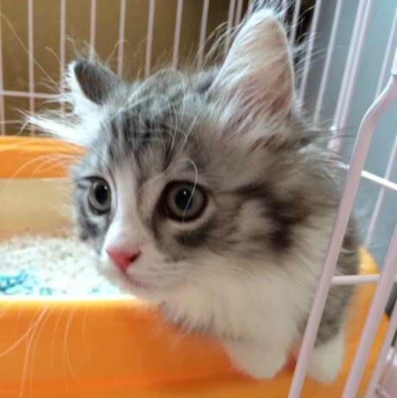 トイレをするマンチカン