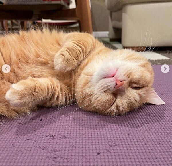 眠るぷーちゃん