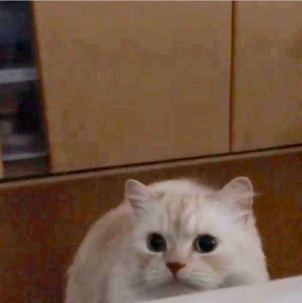 クローゼットに隠れるミヌエット