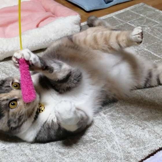 猫じゃらしで遊ぶ三毛猫