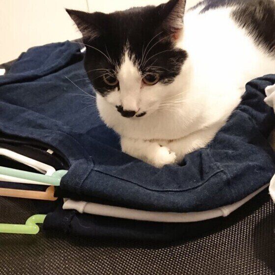 洗濯物の上でくつろぐ猫