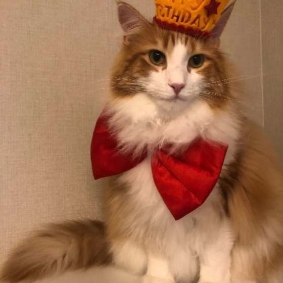 メインクーン・きなこくん・お誕生日