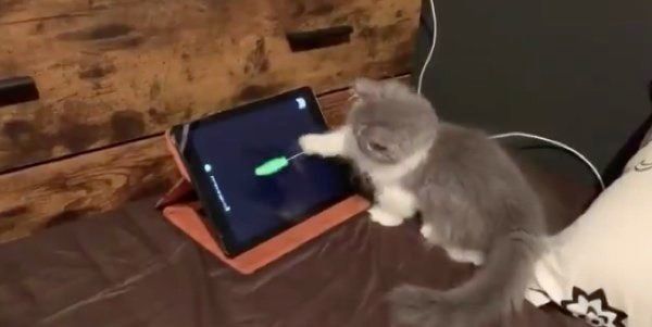 タブレットに夢中になるアルくん