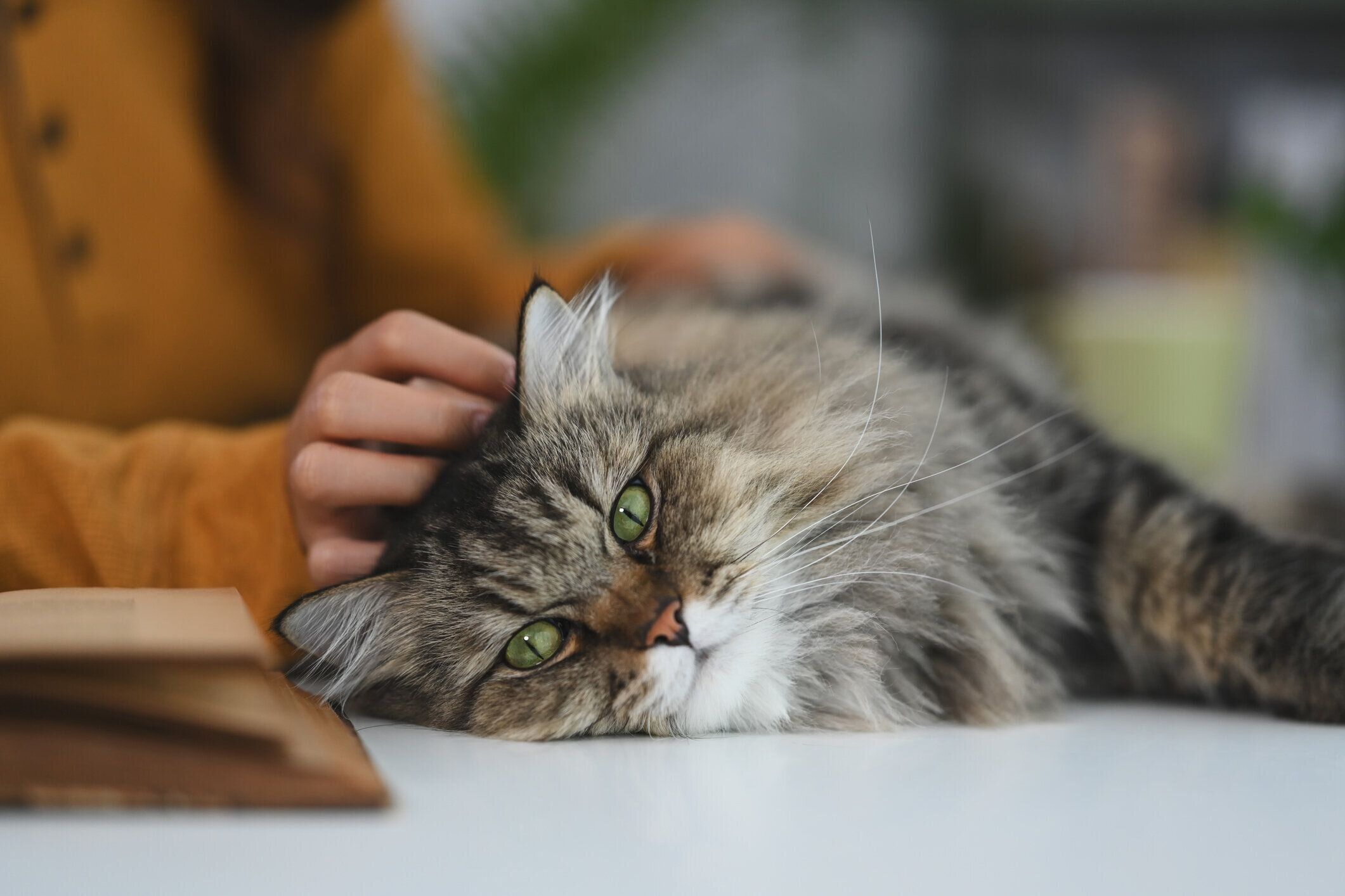 テーブルの上でなでられる猫