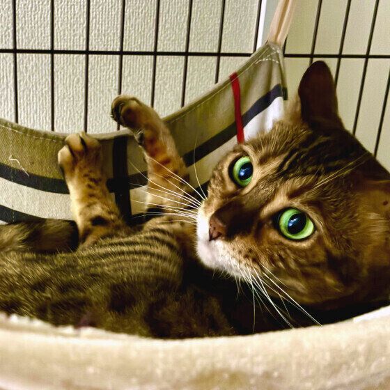 ベンガルのモカちゃん