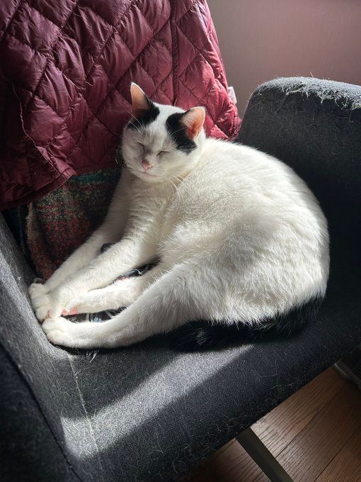 くつろいでいる猫