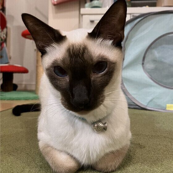 スカイ  シャム香箱座り