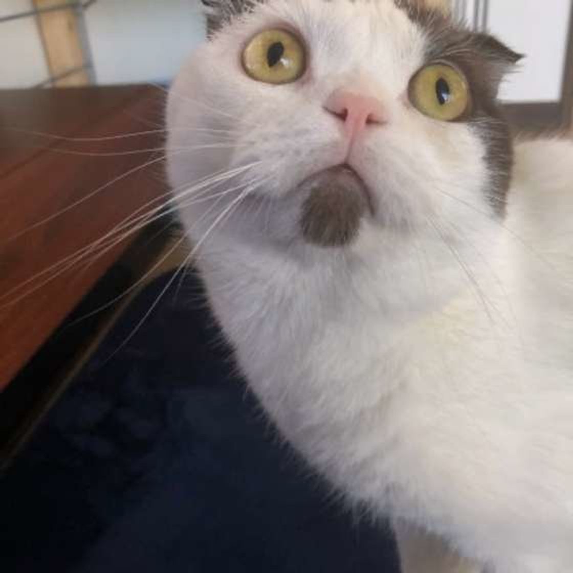 猫がごはんに 砂かけ のしぐさをするときの心理とは ねこのきもちweb Magazine 猫がごはんに 砂かけ のしぐさをするときの心理とは ねこのきもちweb Magazine