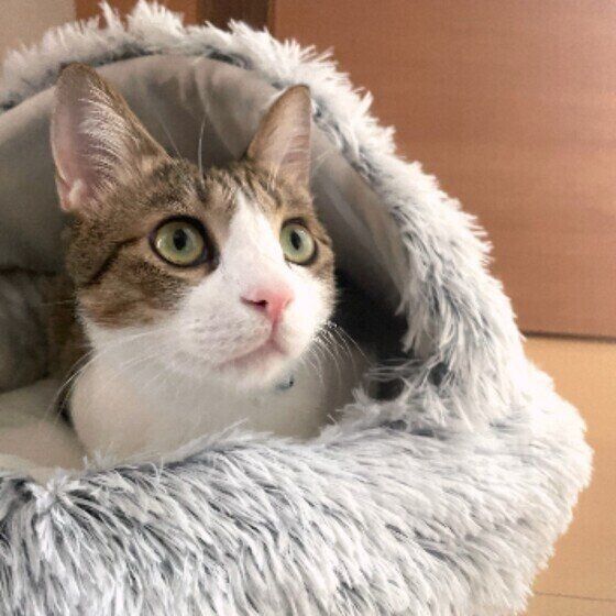 ベッドに入る五郎くん（MIX）