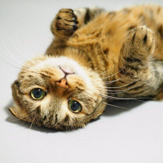 こちらを見つめるスコのシオンくん