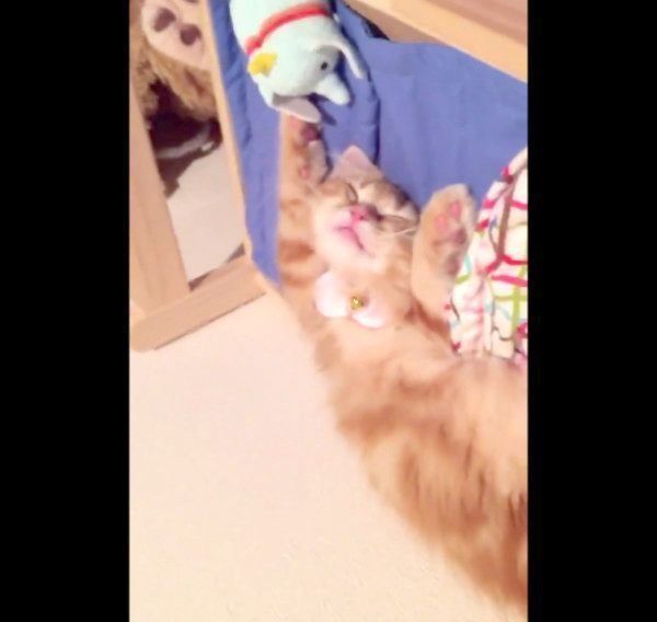 バンザイ寝するちくわちゃん