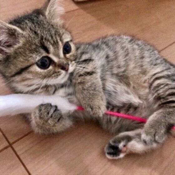 おもちゃで遊ぶむぎ