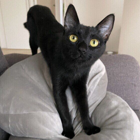 黒のあんこちゃん