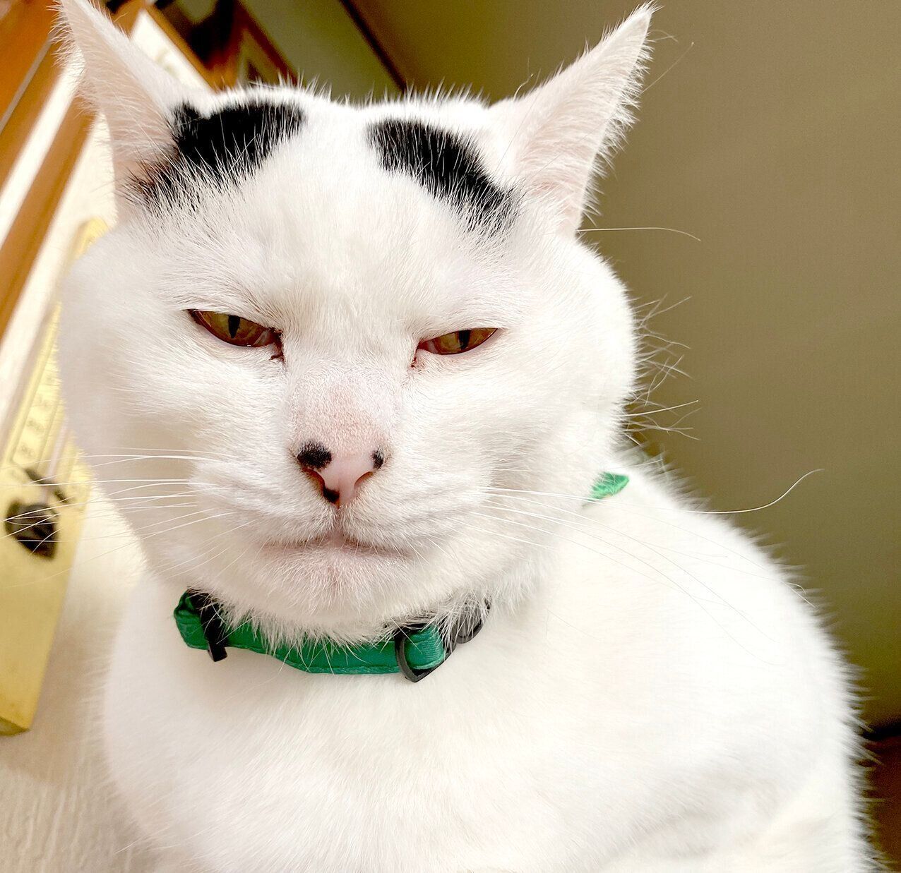 飼い主を見つめる猫