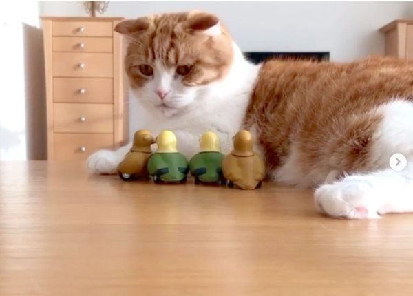 ビックリした表情を見せるまーるくん