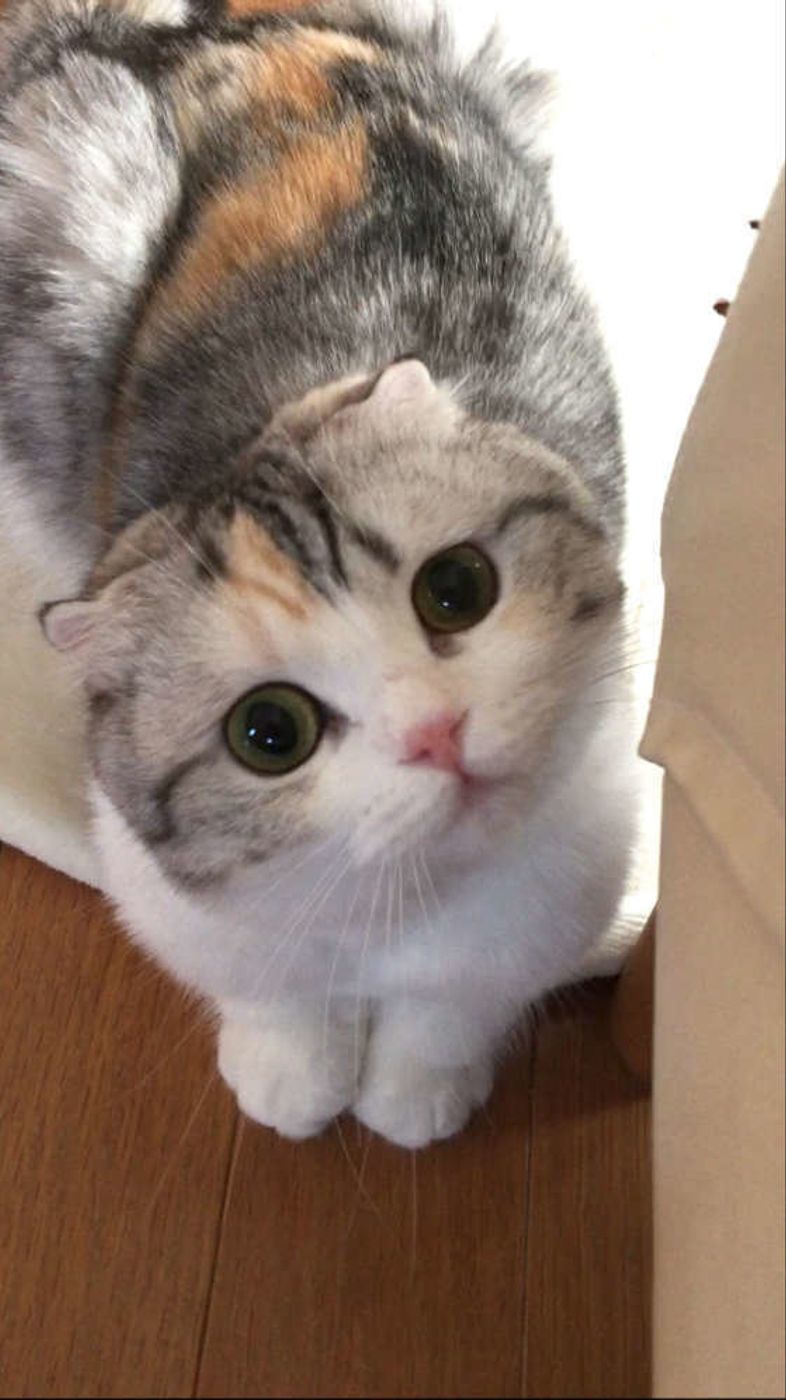 抜け毛がすごい 猫の 換毛期 対策をご紹介します ねこのきもちweb Magazine 抜け毛がすごい 猫の 換毛期 対策をご紹介します ねこのきもちweb Magazine