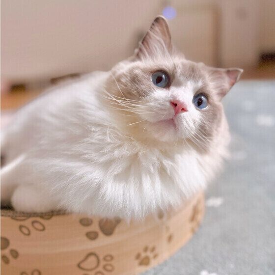 ラグドールのめるもちゃん♪