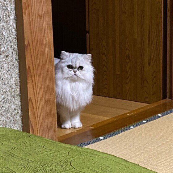 見つめるペルシャ