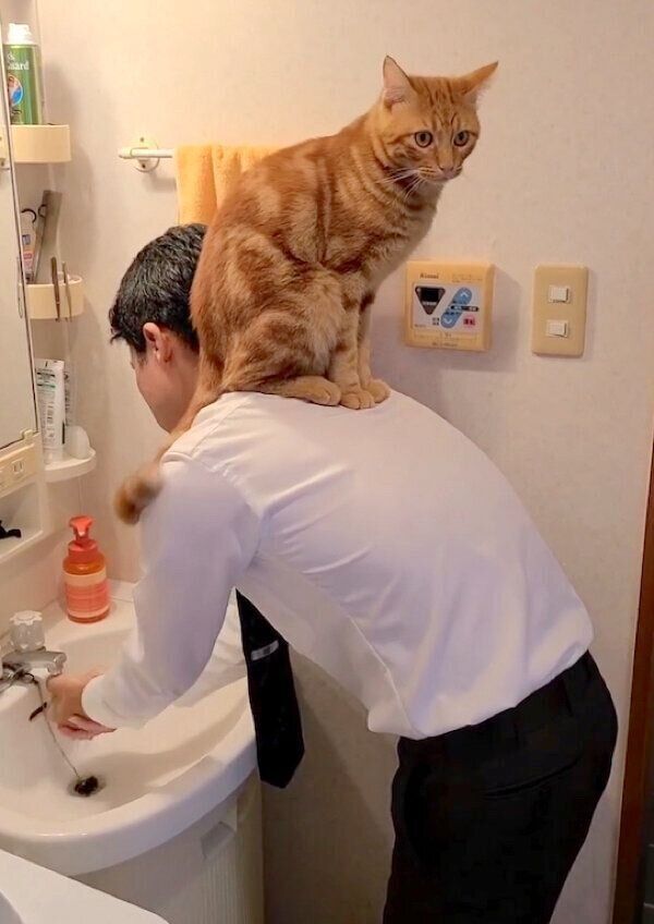 ご主人の肩に乗るふくくん