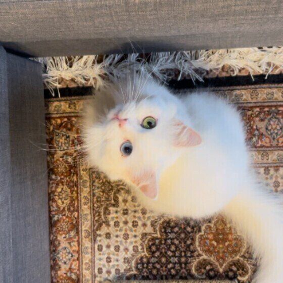 スコティッシュフォールドのまるちゃん